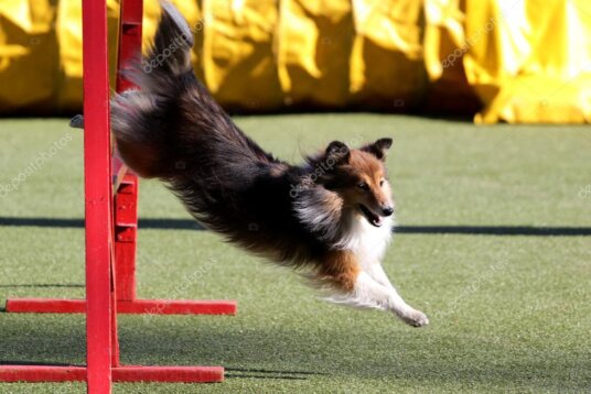 Sheltie neben gesponnener Wolle und Spinnrad