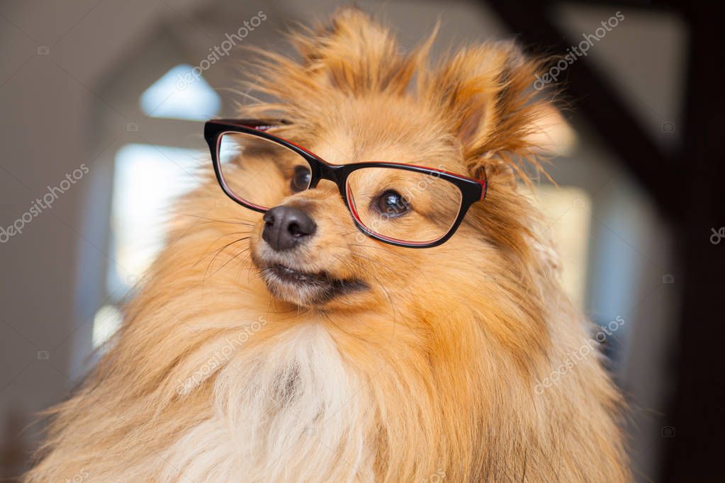 Fachbuch über die Geschichte und Zucht des Shetland Sheepdog