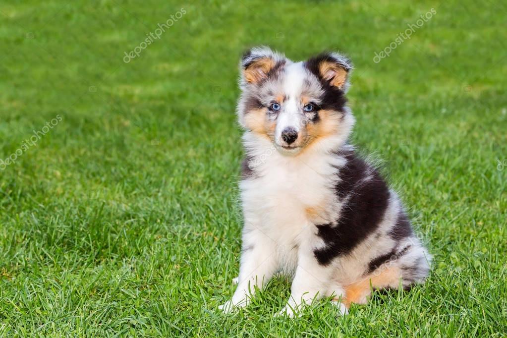 Sheltie-Züchter mit mehreren Hunden auf einer Wiese