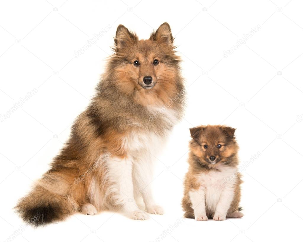 Sheltie-Rüde im Profilblick auf einer Wiese