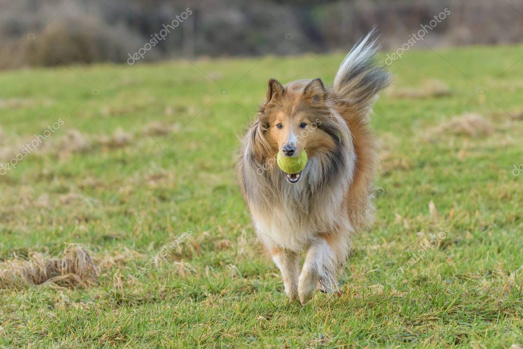 Collage aus historischen und aktuellen Fotos der Sheltiezucht Sheltie News