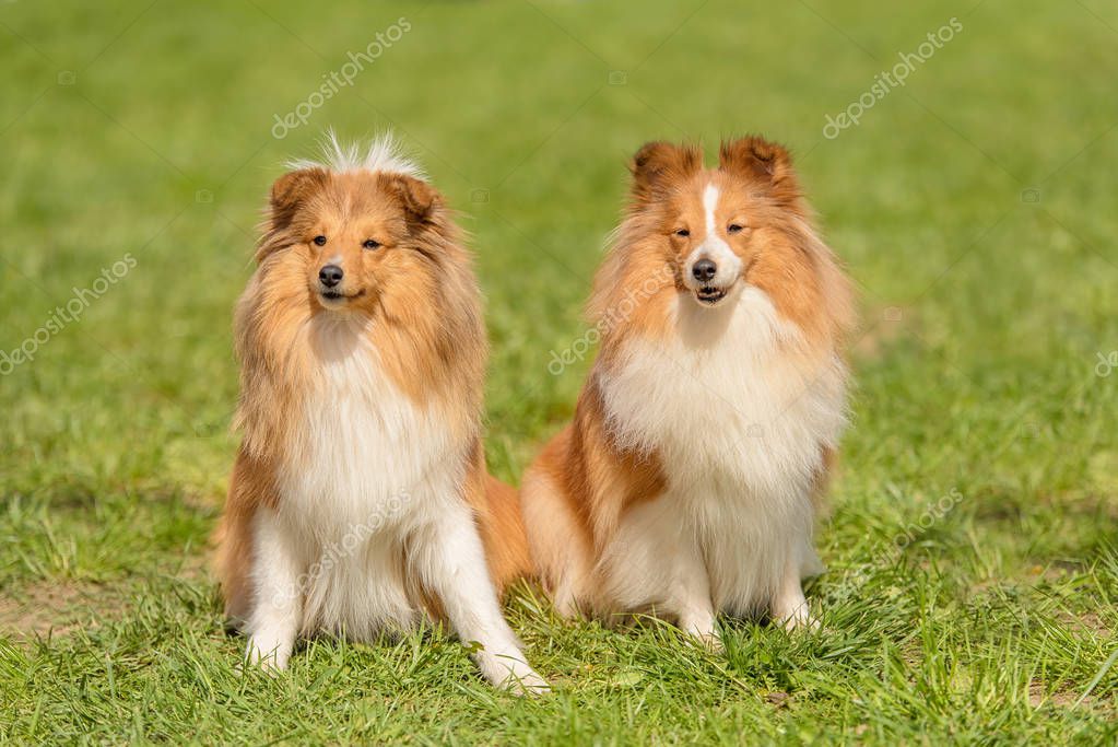 Typvoller Sheltie im Ausstellungsring