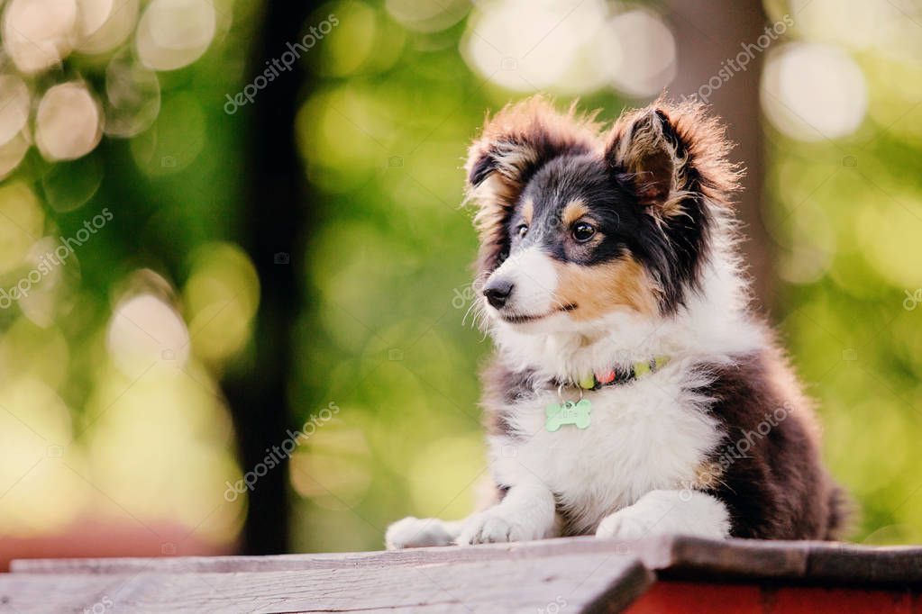 Buch über die Präsentation von Shelties im Ausstellungsring
