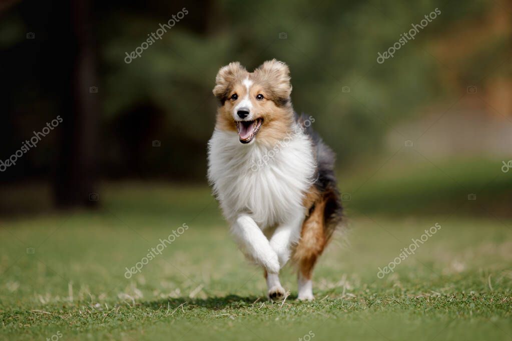 Sheltie mit Ahnentafel und Zuchtunterlagen
