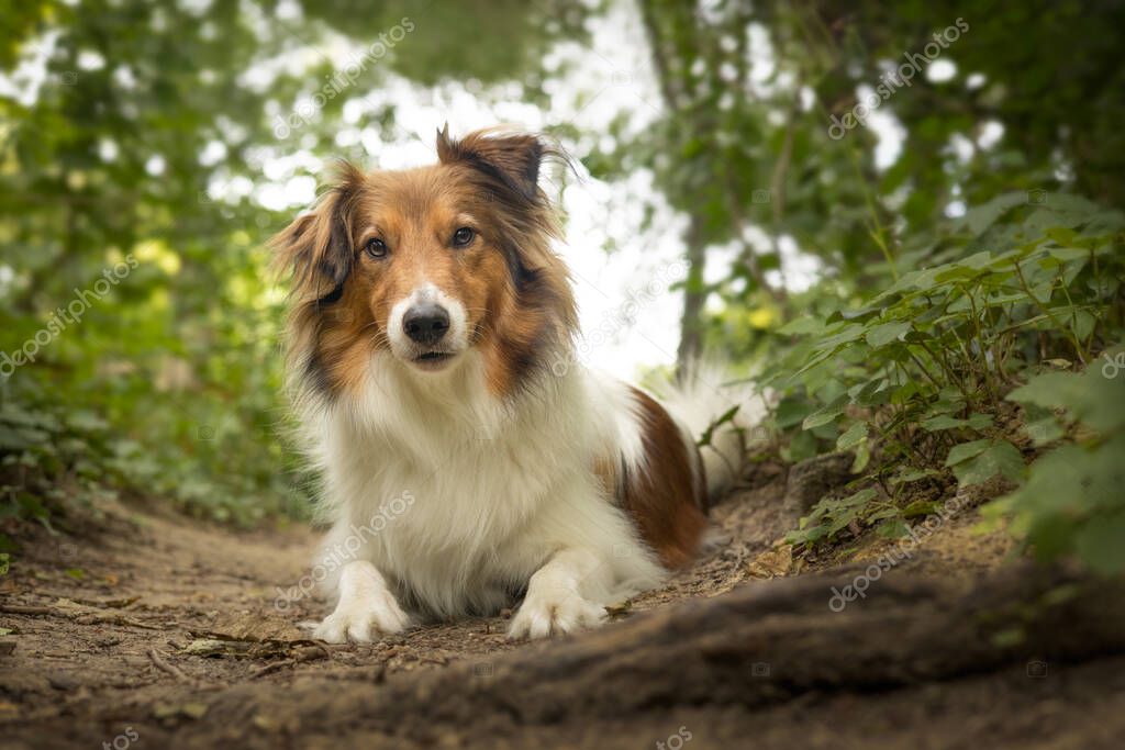 Rüde als Deckrüde in aufmerksamer Pose