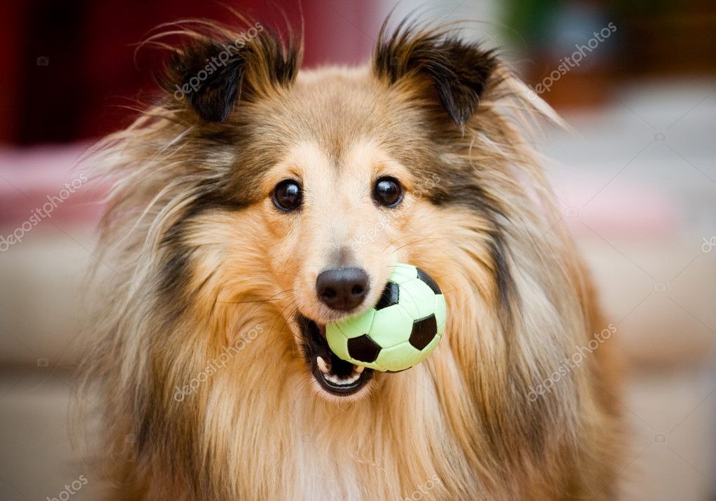 Leser blättert in einem Fachmagazin über Shelties