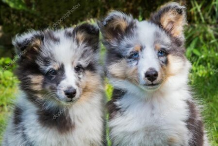Shelties der Zuchtstätte Sheltie News im Garten