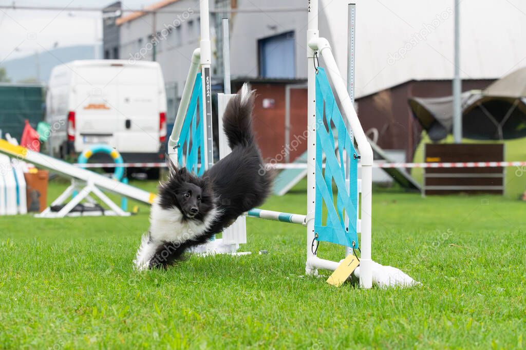 Sheltie in Bewegung im Sport oder bei Freizeitaktivität