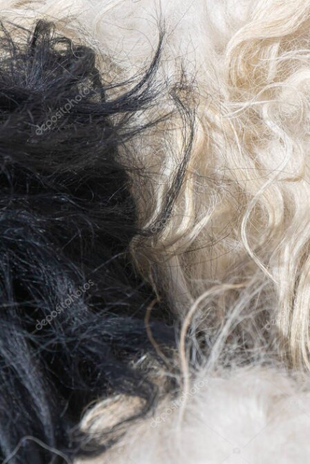 Verschiedene helle Wollfasern und Löckchen bereit zum Spinnen