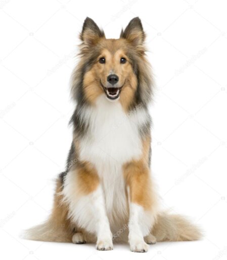 Bücherregal mit Sheltie-Literatur und gerahmten Sheltie-Fotos