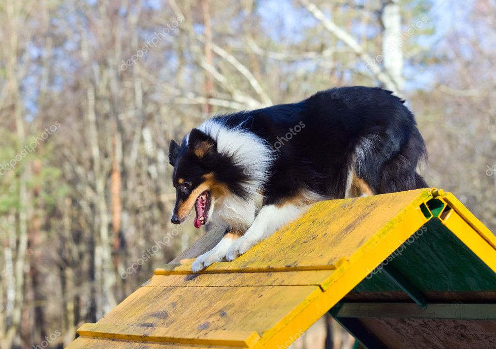Shelties im Ausstellungsring mit Richter und Publikum